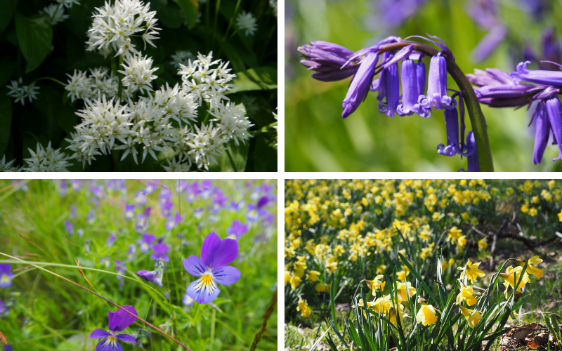 Wild garlic, bluebells, mountain pansies, daffodils