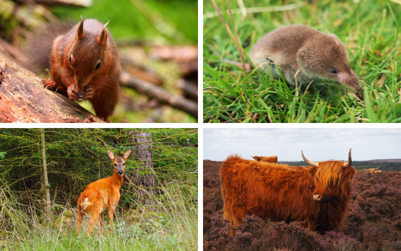 Red squirrel, shrew, red deer, highland cow