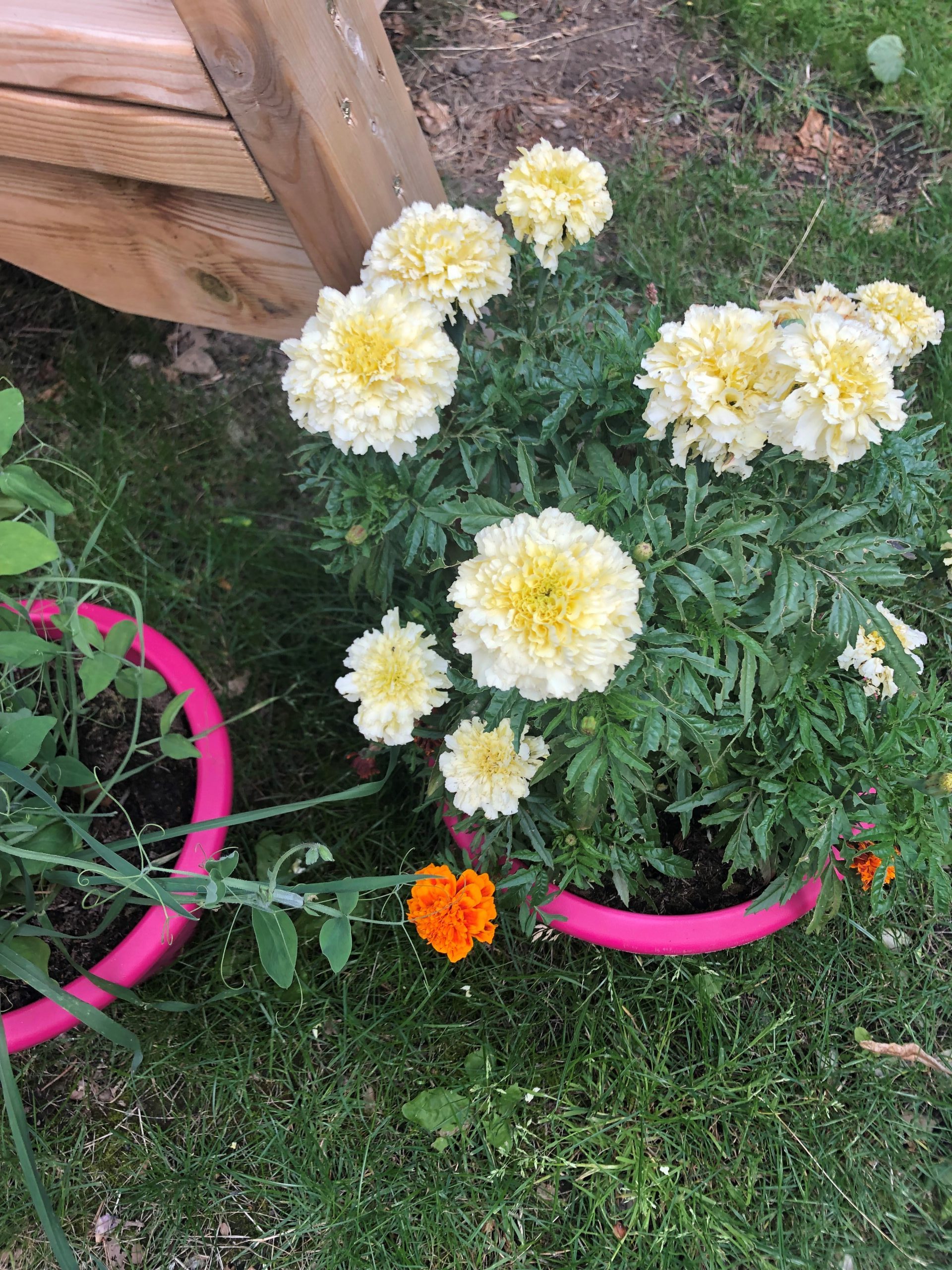 Residents’ garden pride at Redlands