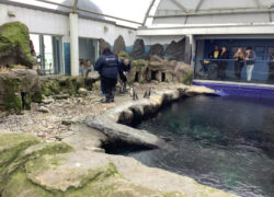 A penguin habitat at an aquarium with a staff member in a dark uniform attending to several small penguins. The enclosure features rocky terrain, a water pool, and viewing areas where visitors can be seen observing the penguins. The space has a covered roof with natural light.