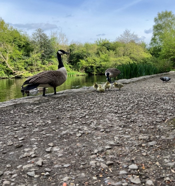 (SG, photo data collection period 1, depicting geese in a local park)