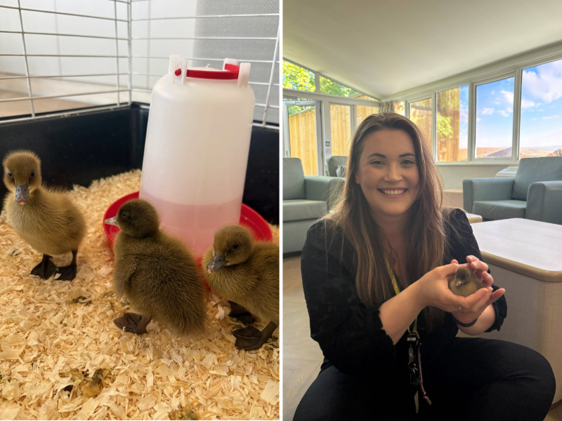 Three baby runner ducks and a member of staff holding one of the ducklings